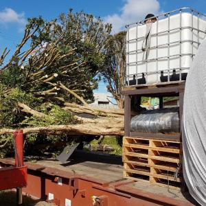 DC Logistics Handle Transport of 10 Jabuticaba Trees